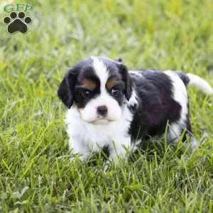 Leo, Cavalier King Charles Spaniel Puppy